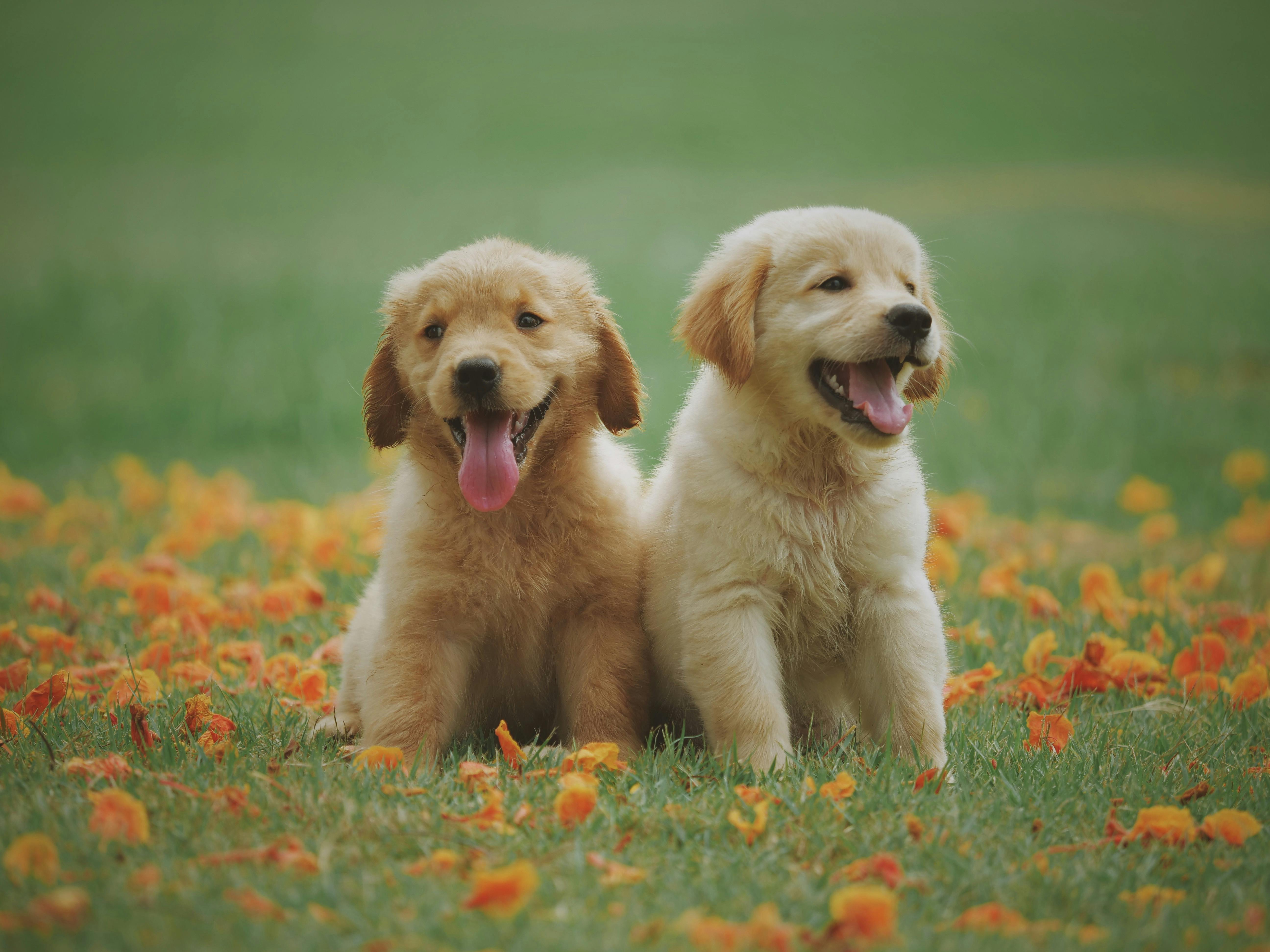 Köpeklerde ve kedilerde poliüri ve polidipsi